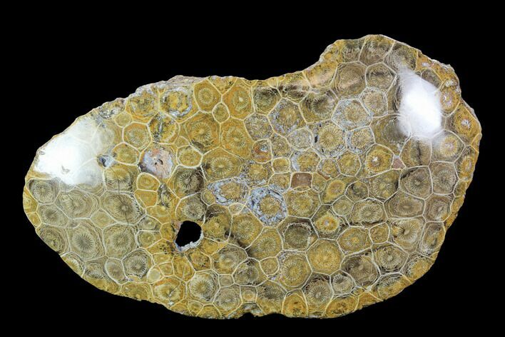 Polished Fossil Coral (Actinocyathus) - Morocco #100722